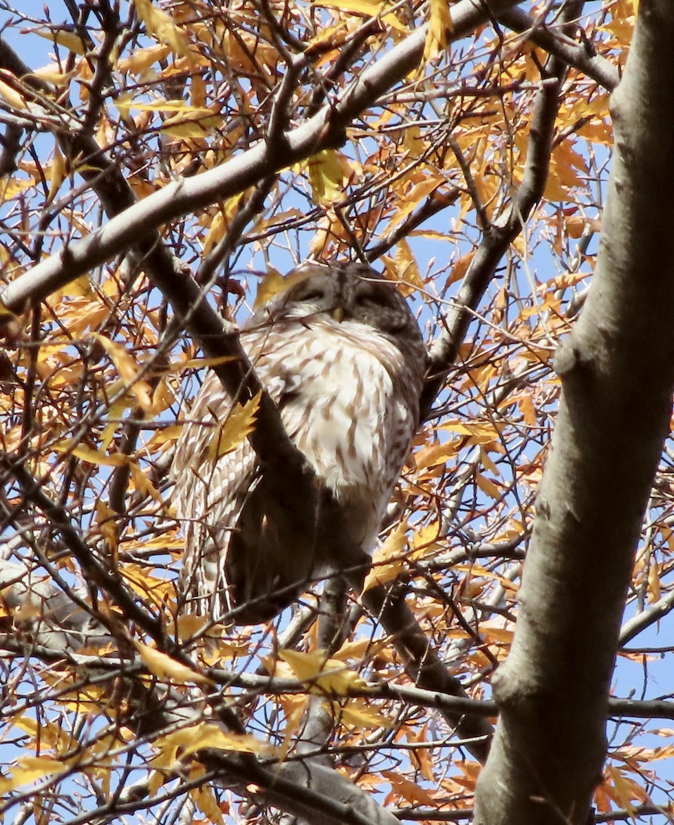 Barred Owl - ML510141831