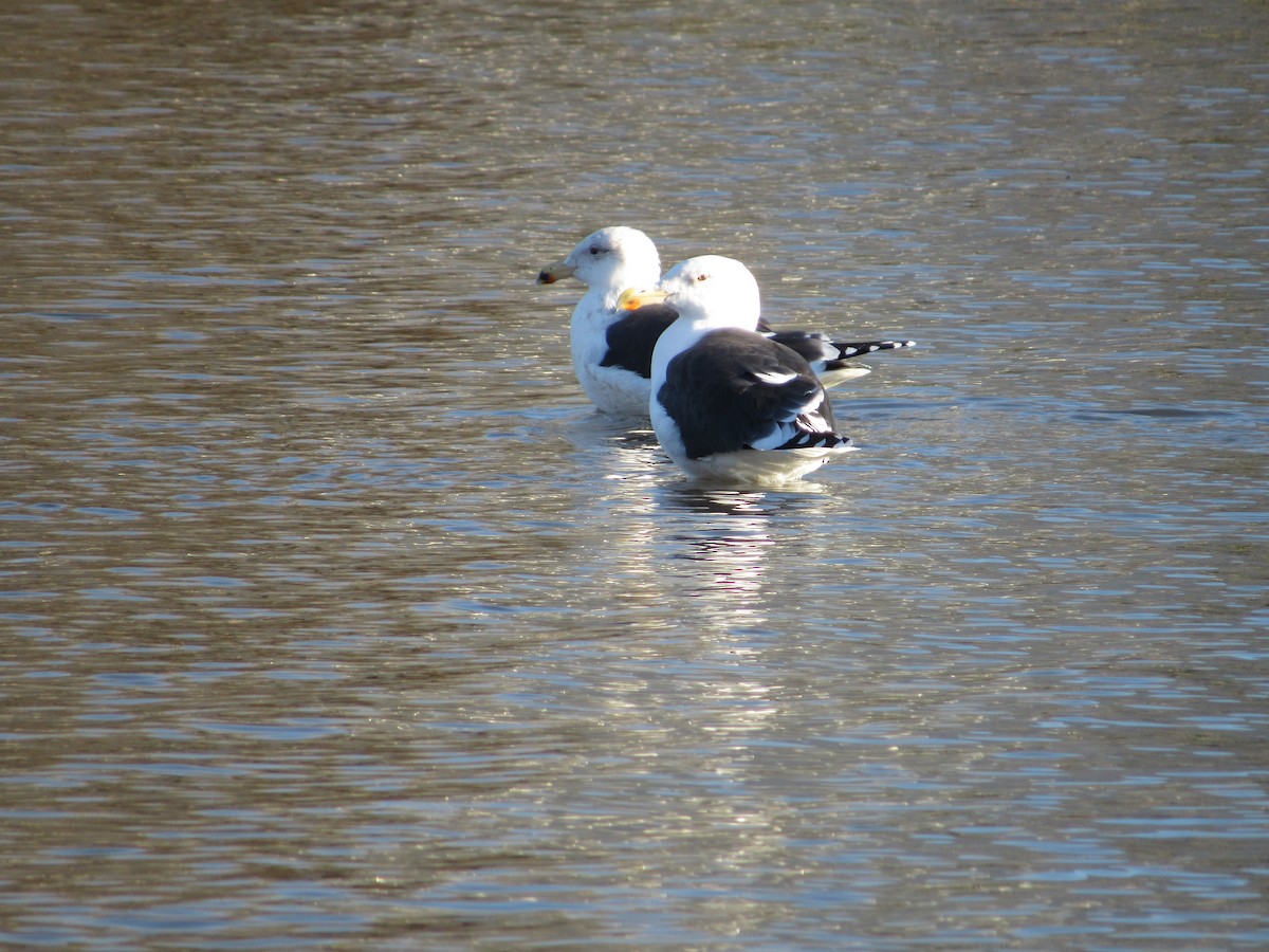 Great Black-backed Gull - ML510143851