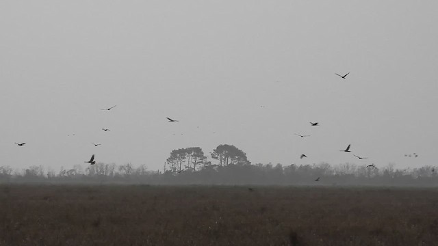 Northern Harrier - ML510143961