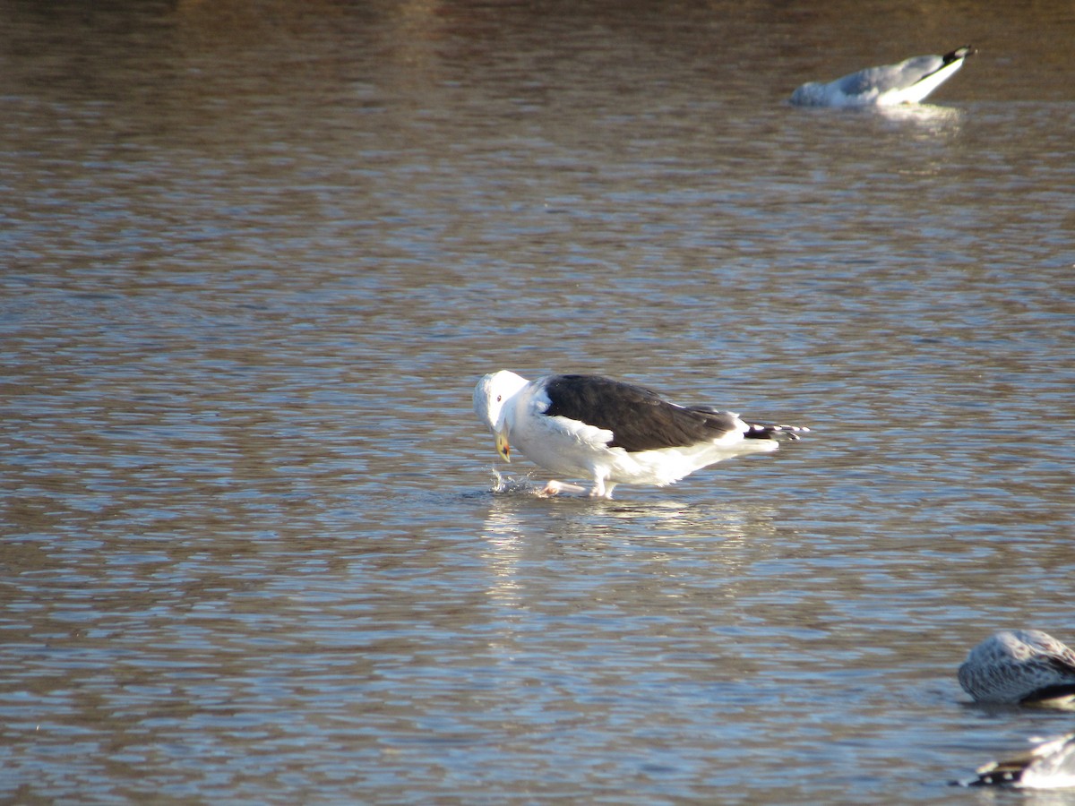 Great Black-backed Gull - ML510143971