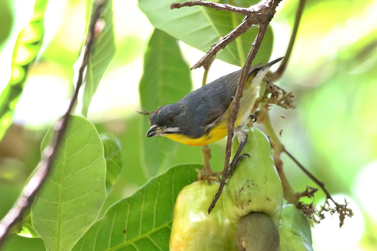 Palawan Flowerpecker - Charley Hesse • Naturally Adventurous Podcast