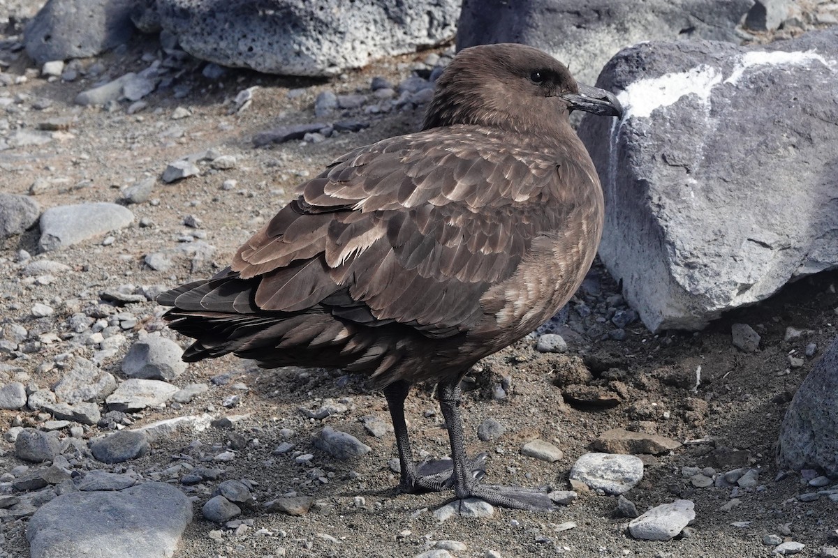 Brown Skua (Subantarctic) - ML510145711