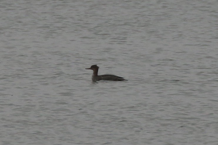 Red-breasted Merganser - ML510148721