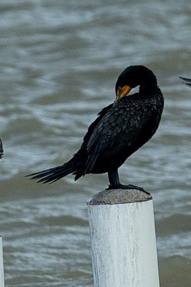 Double-crested Cormorant - ML510149591