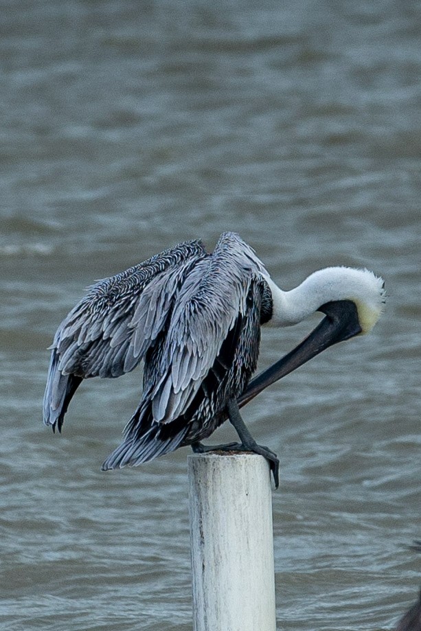 Brown Pelican - ML510149691