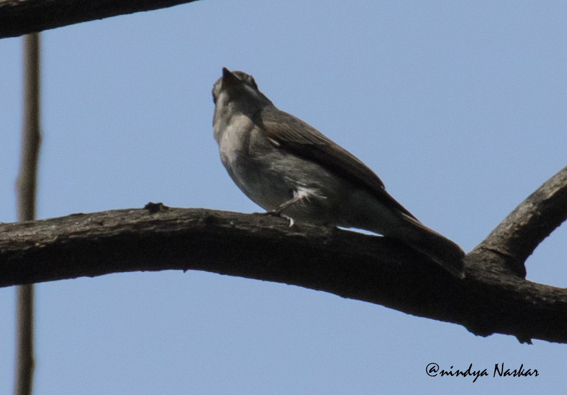 Asian Brown Flycatcher - ML51015091