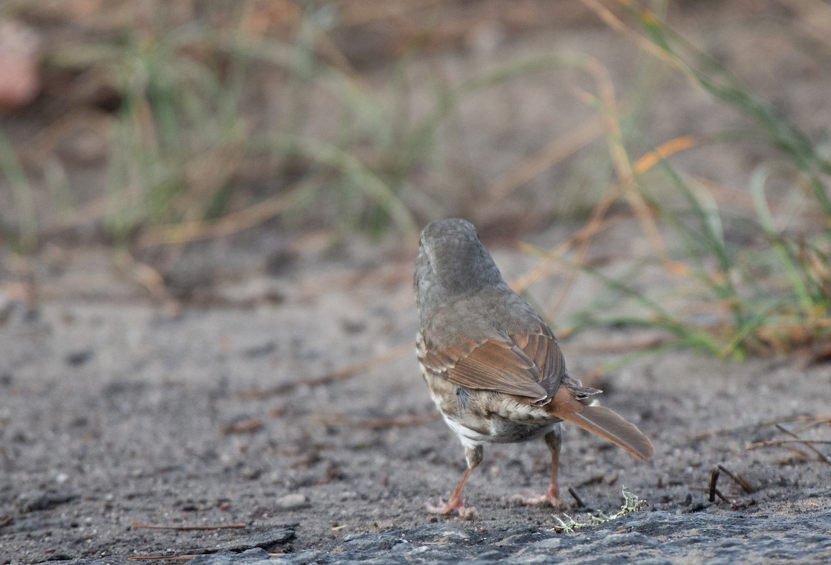 Fox Sparrow (Thick-billed) - ML510152881