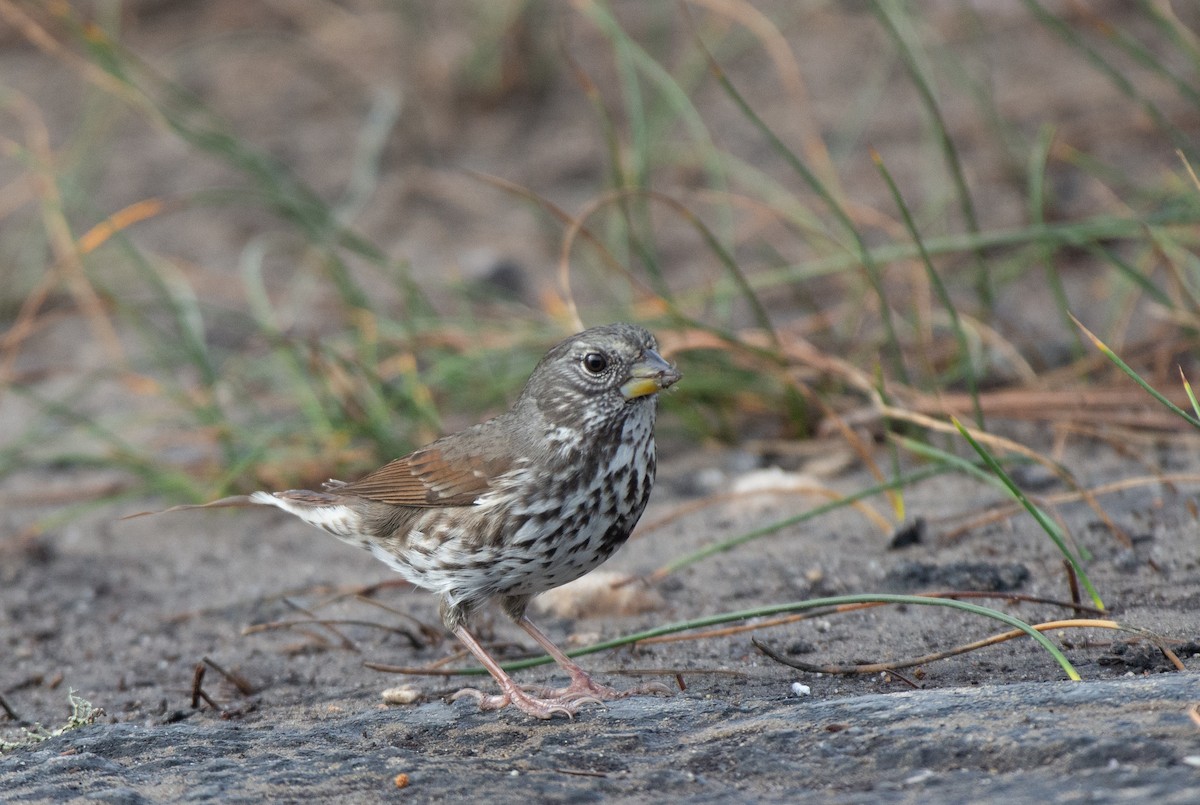 Fox Sparrow (Thick-billed) - ML510152901