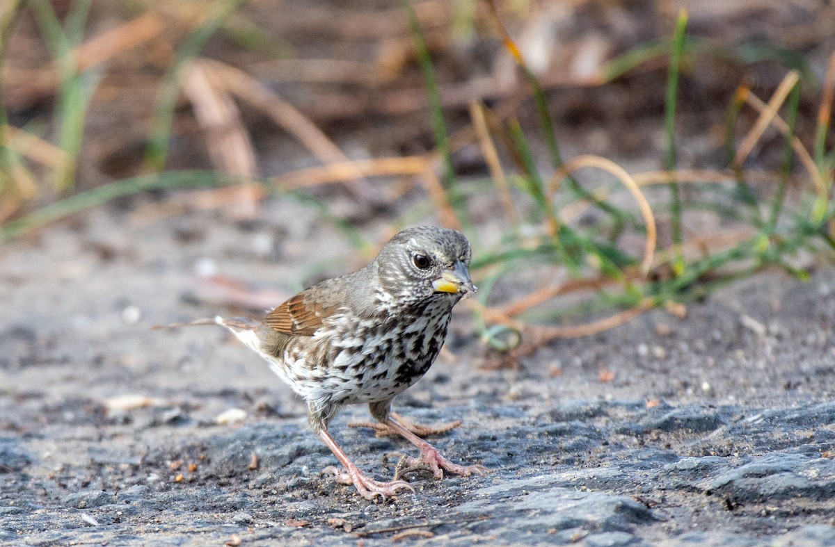 Fox Sparrow (Thick-billed) - ML510152921