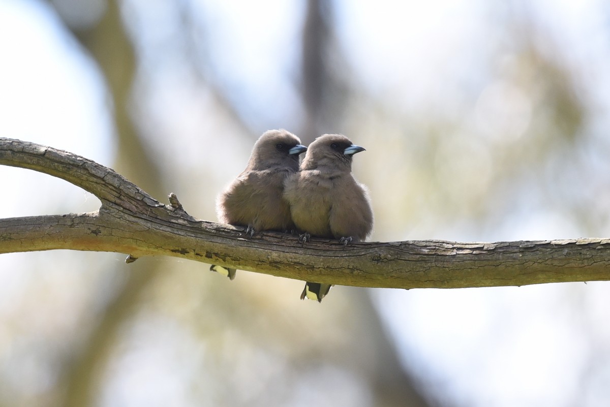 Dusky Woodswallow - Christopher Brown