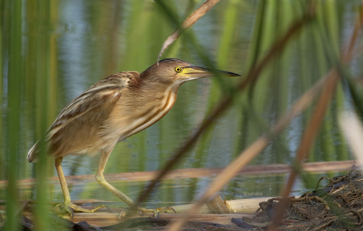 Yellow Bittern - ML510156761