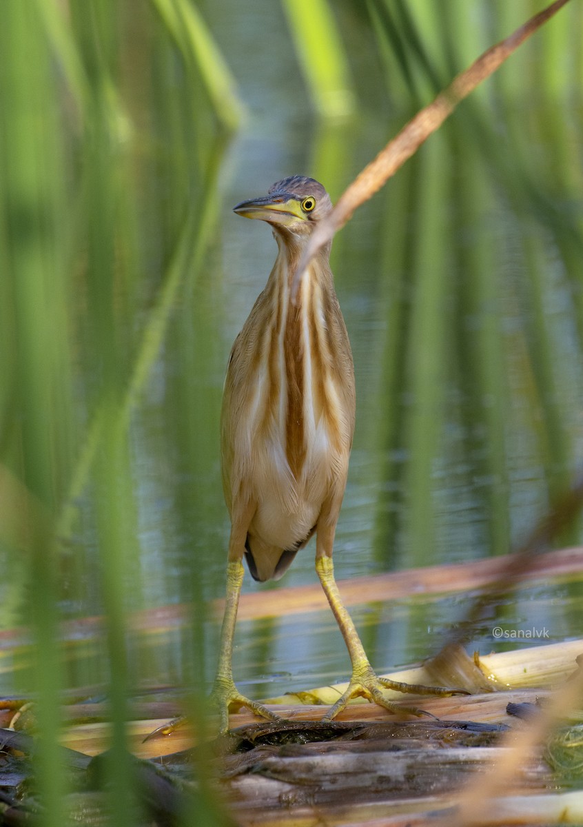 Yellow Bittern - ML510156771