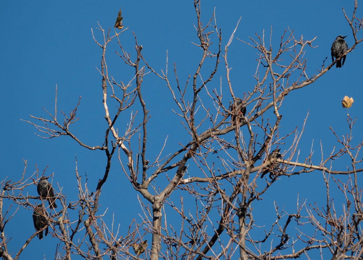 European Starling - ML510156821