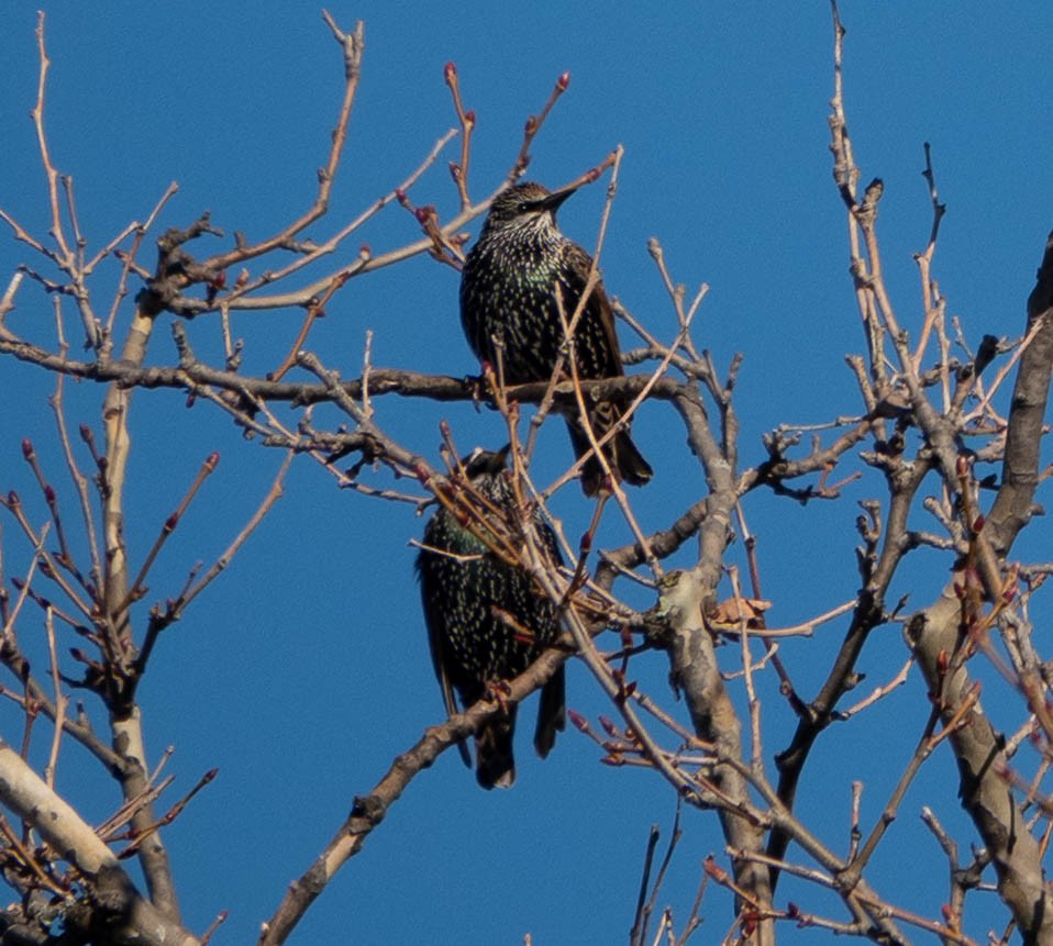 European Starling - ML510156841