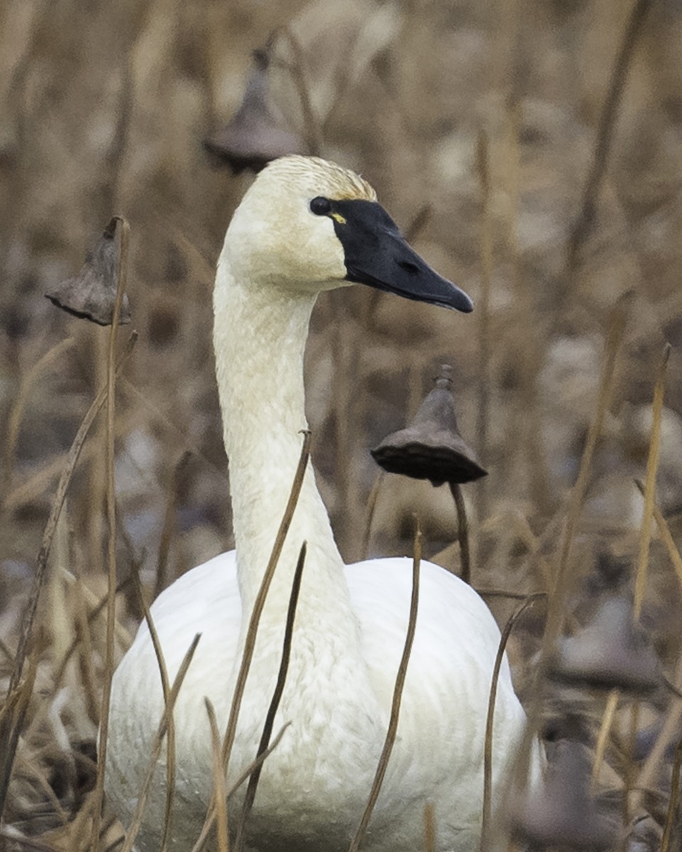 Zwergschwan - ML510157841