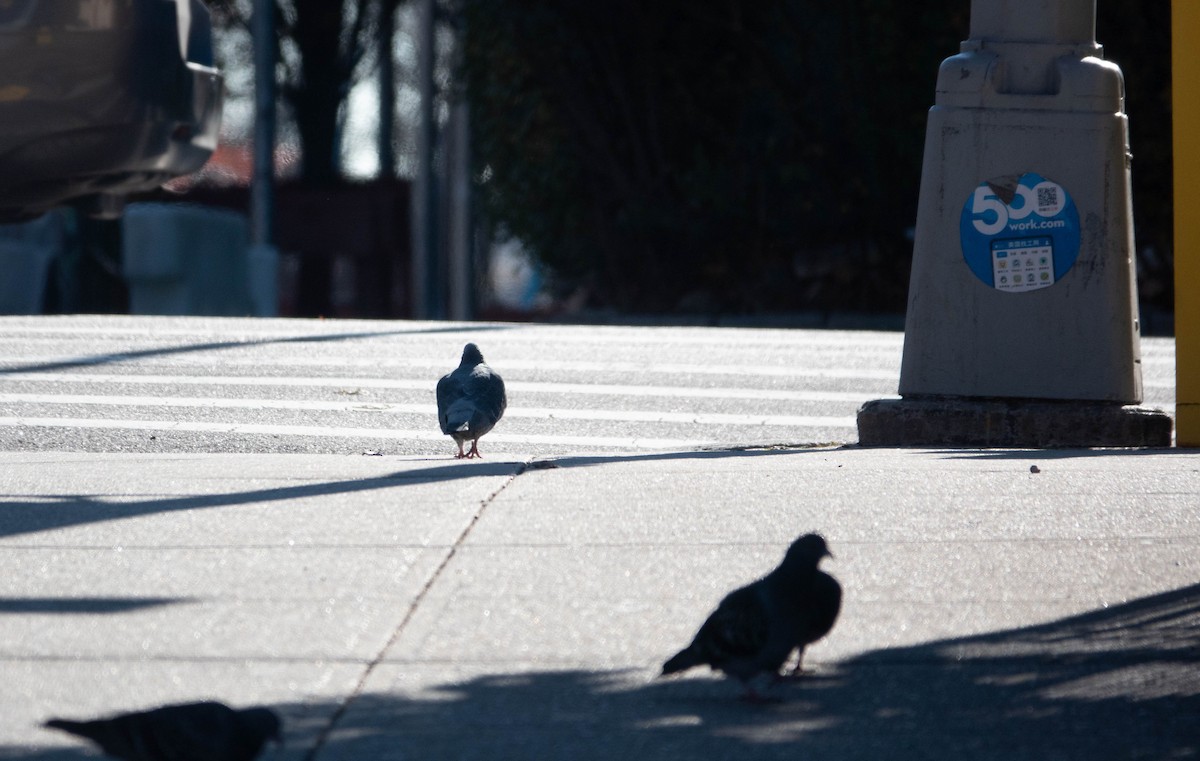 Rock Pigeon (Feral Pigeon) - ML510158511