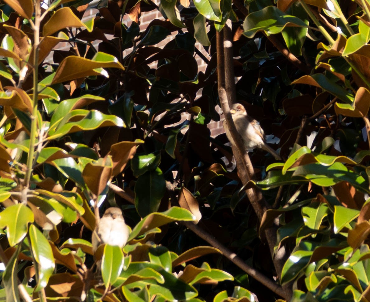 House Sparrow - ML510158631