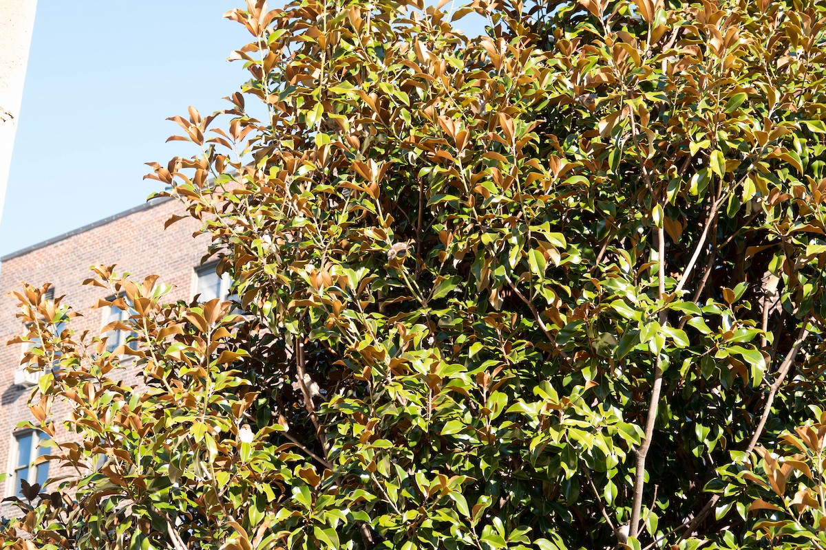 House Sparrow - ML510158681