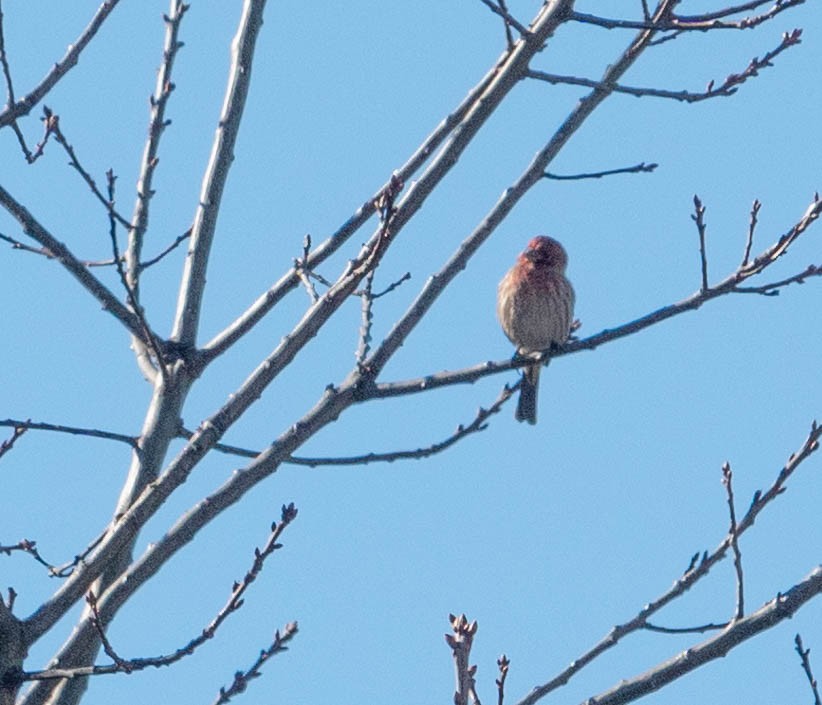 House Finch - ML510158751