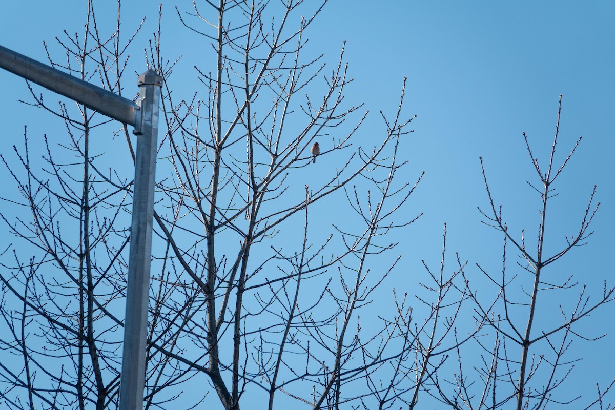 House Finch - ML510158761