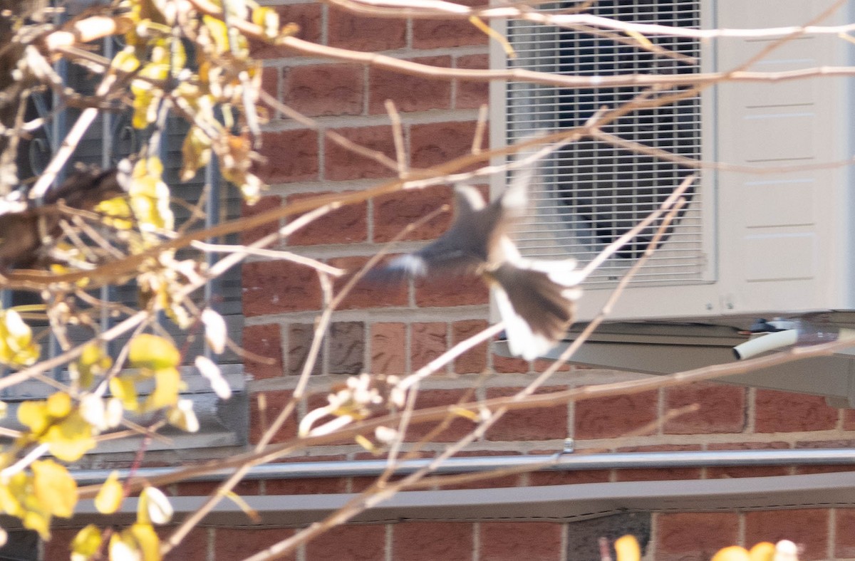 Northern Mockingbird - ML510158781