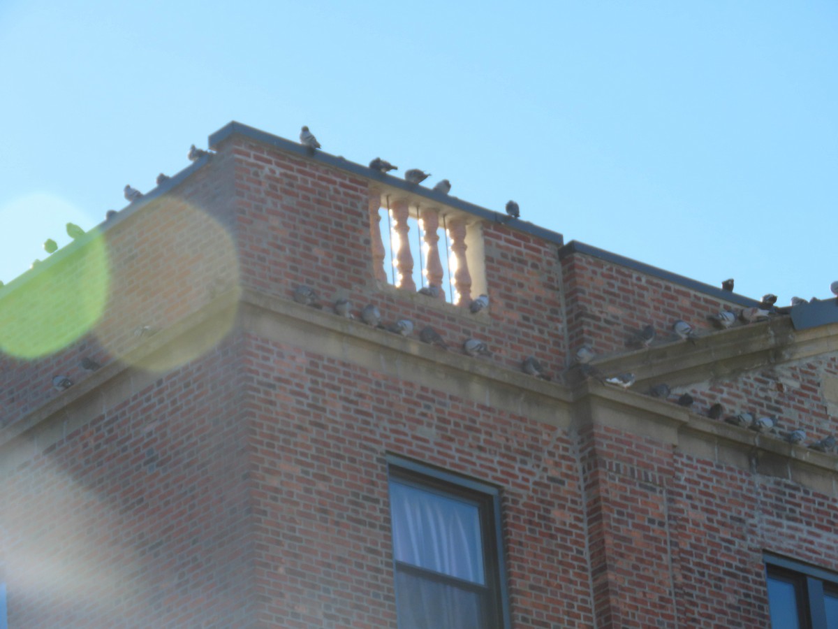 Rock Pigeon (Feral Pigeon) - ML510158921
