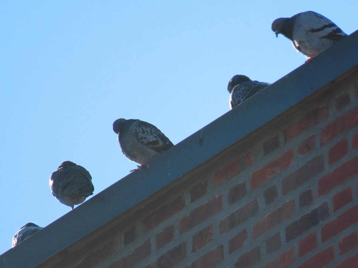 Rock Pigeon (Feral Pigeon) - ML510158951