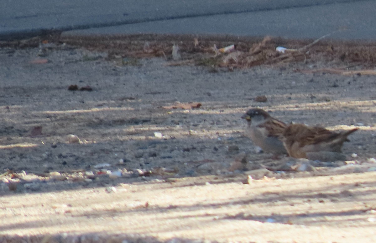 House Sparrow - ML510159071
