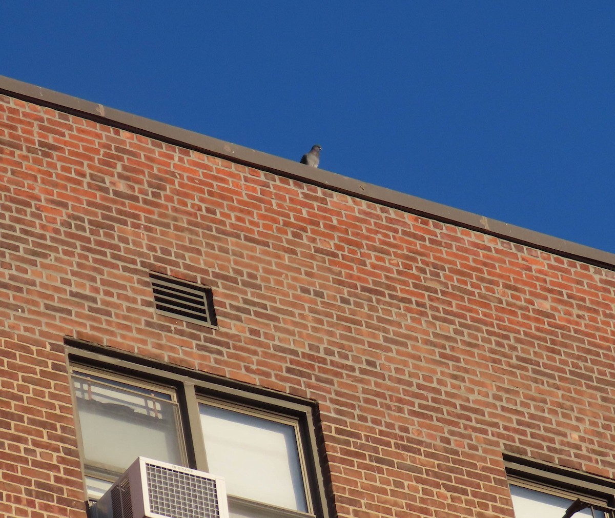 Rock Pigeon (Feral Pigeon) - ML510159361