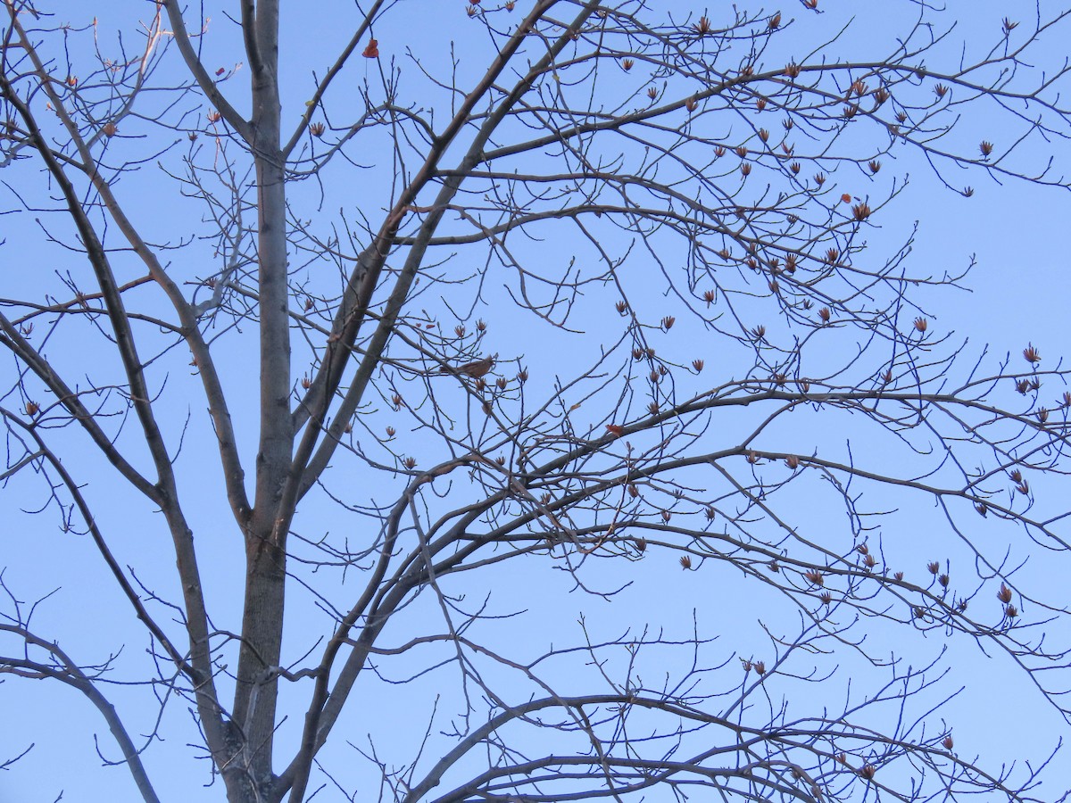 Northern Cardinal - ML510159461