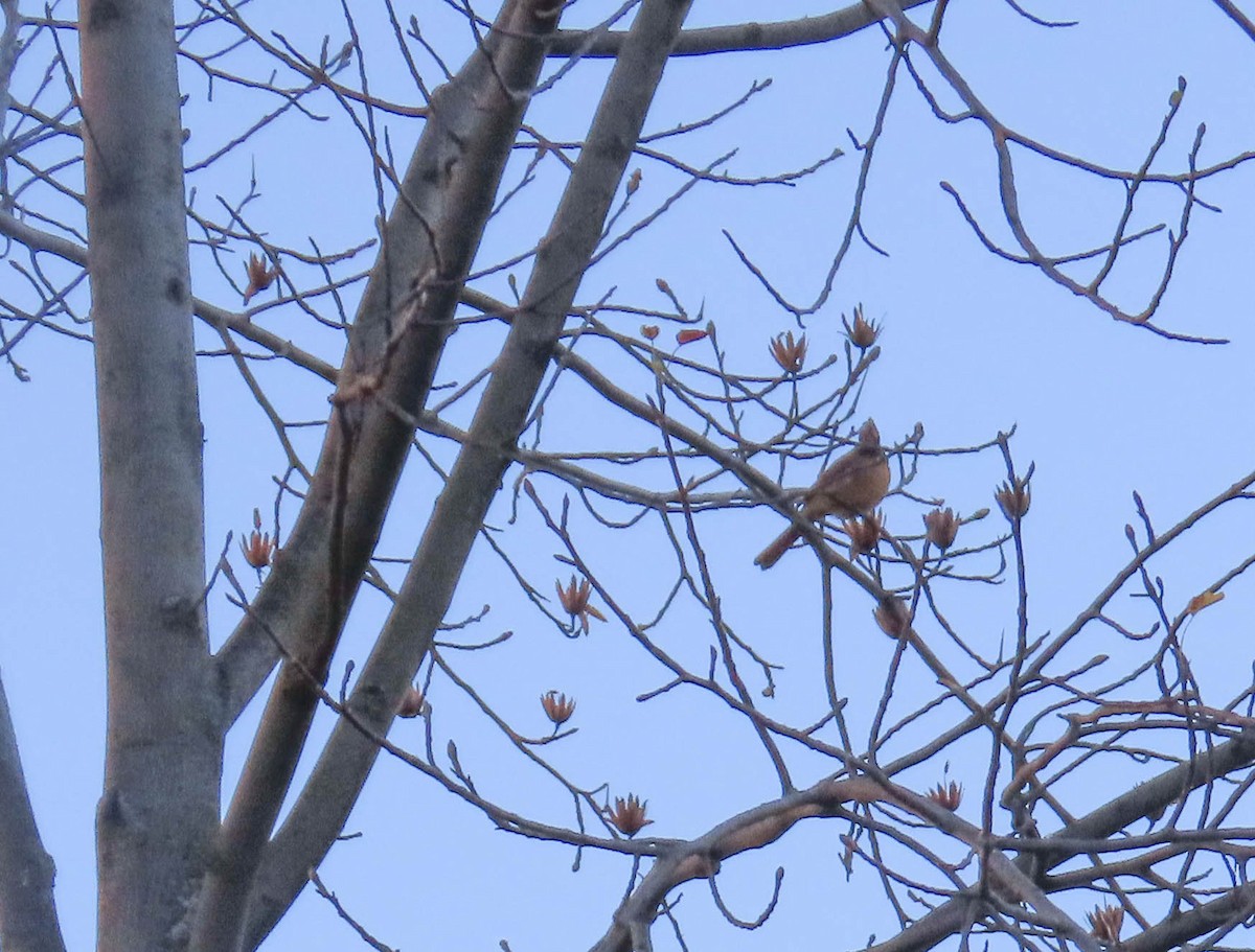 Northern Cardinal - ML510159471