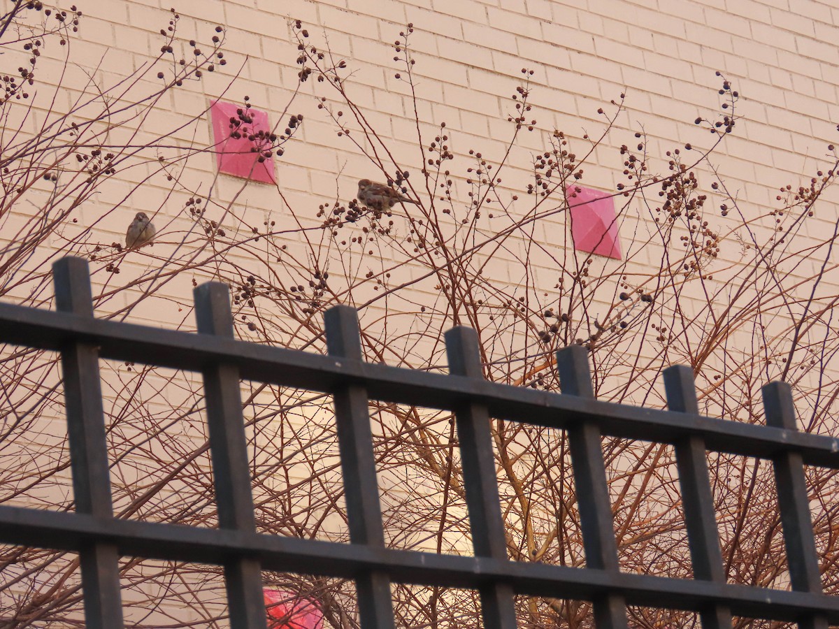 House Sparrow - ML510159571