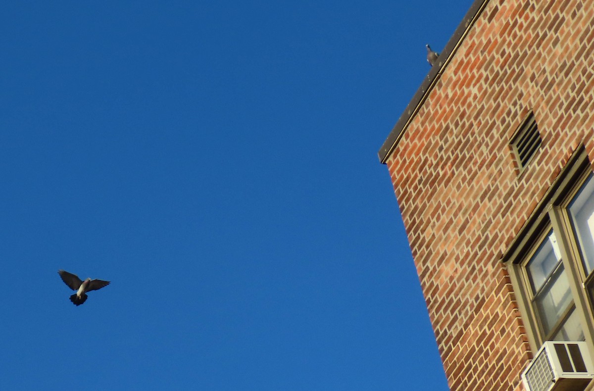 Rock Pigeon (Feral Pigeon) - ML510159611