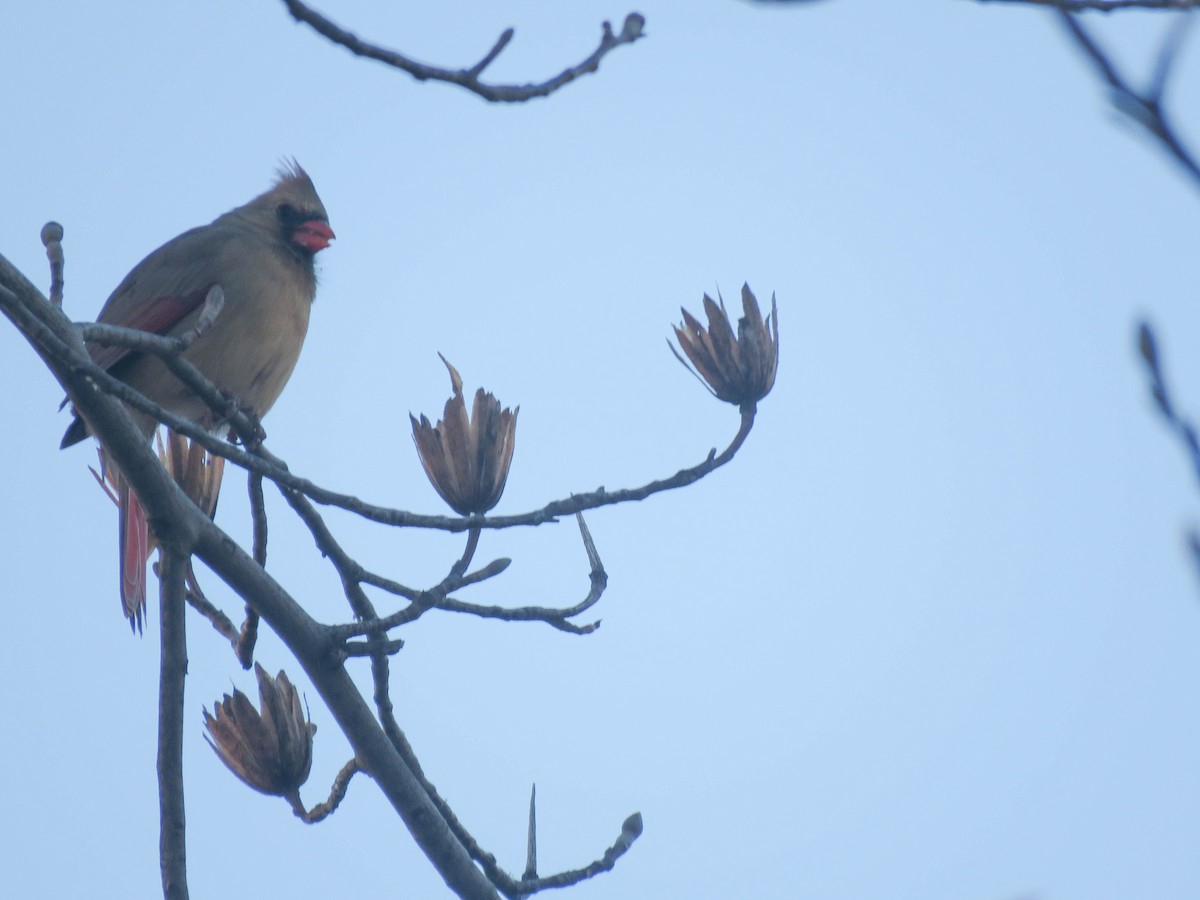 Northern Cardinal - ML510159721