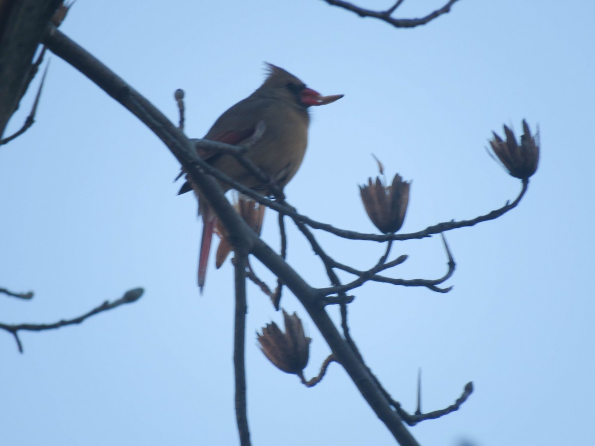 Northern Cardinal - ML510159731