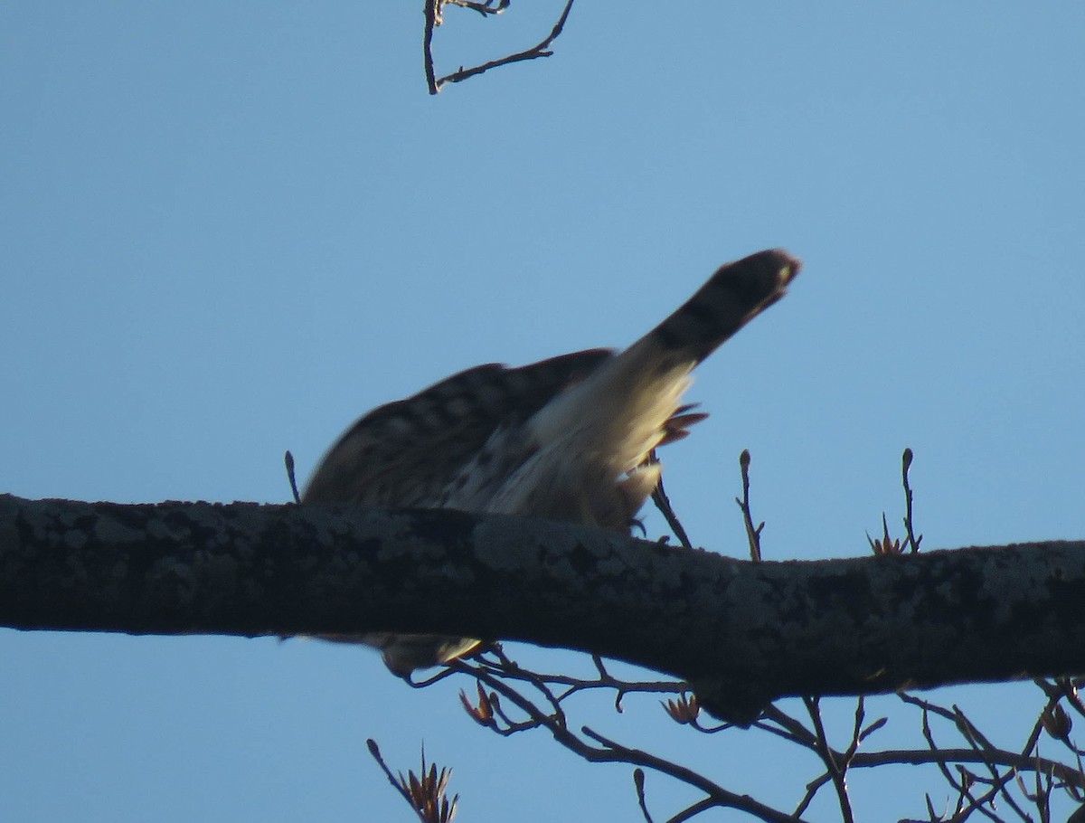 Cooper's Hawk - ML510161051