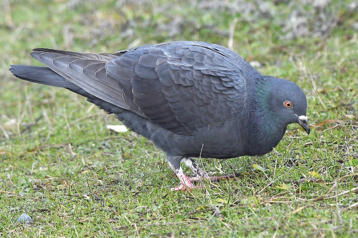 Rock Pigeon (Feral Pigeon) - ML510161091