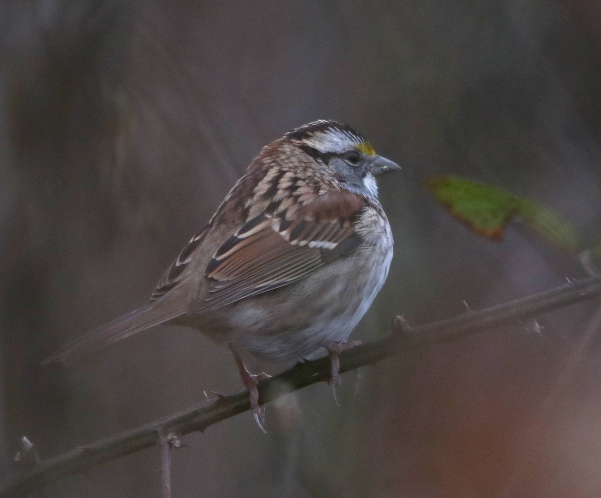 White-throated Sparrow - ML510162261