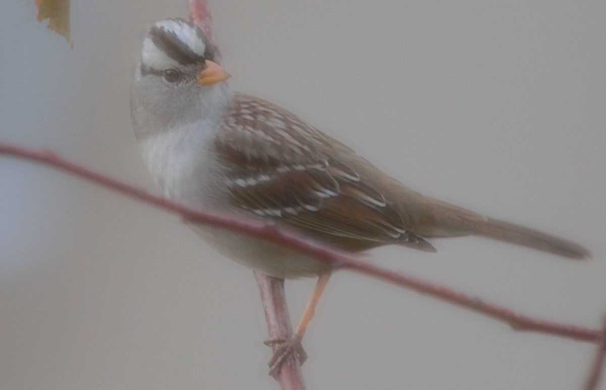 White-crowned Sparrow - ML510162761