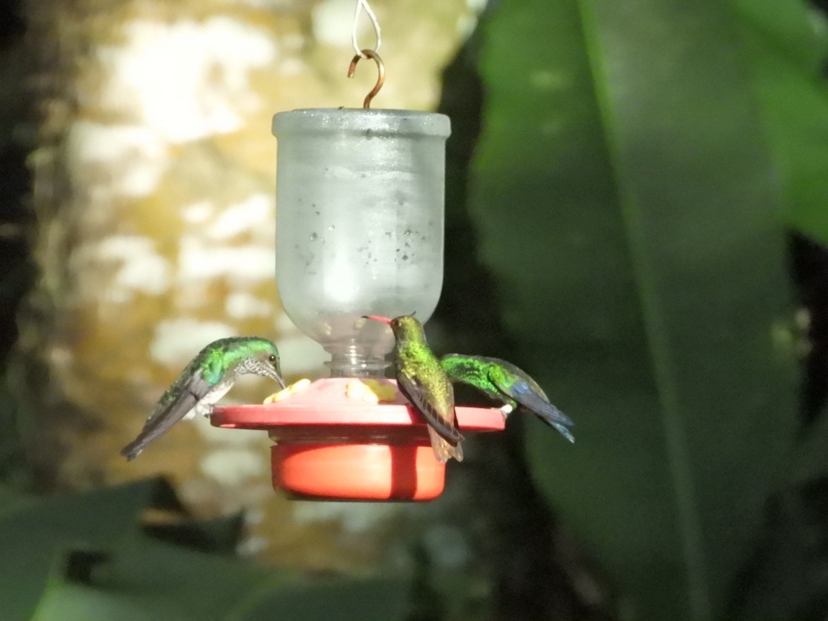 Rufous-tailed Hummingbird - Sheryl Gracewski