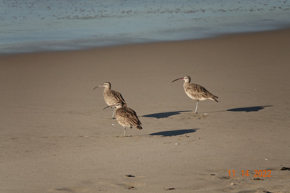 Whimbrel - ML510167931