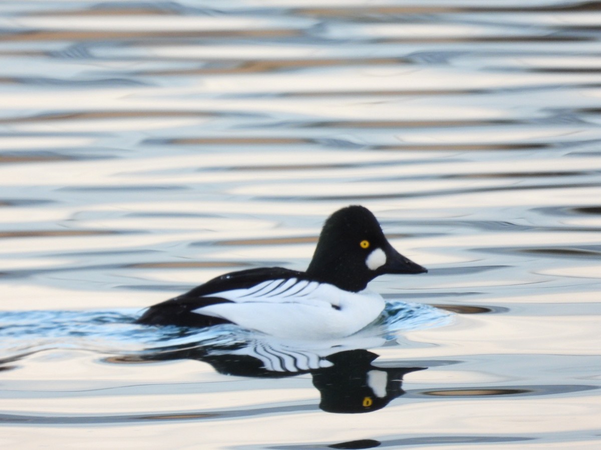 Common Goldeneye - ML510168541