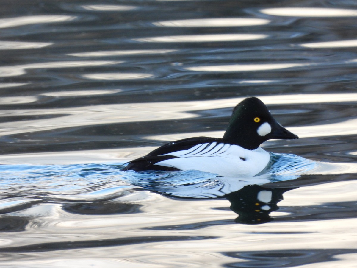 Common Goldeneye - Van Ellis