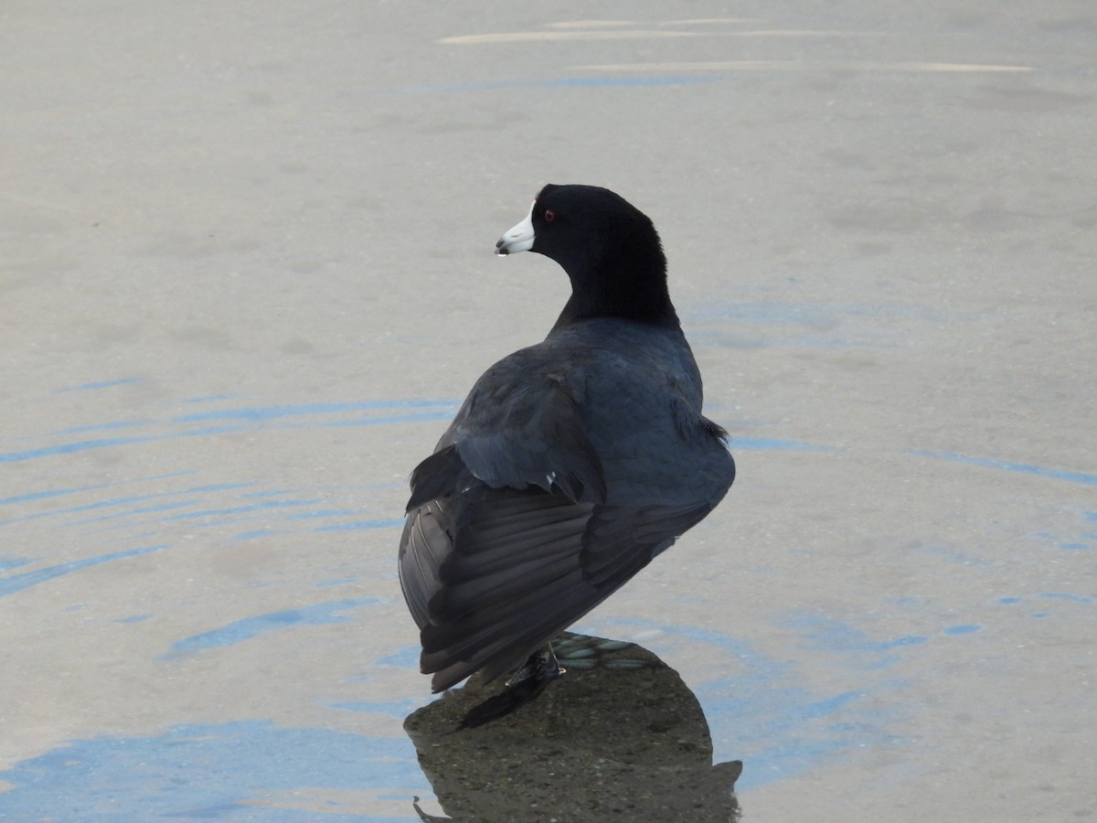 American Coot - ML510168941