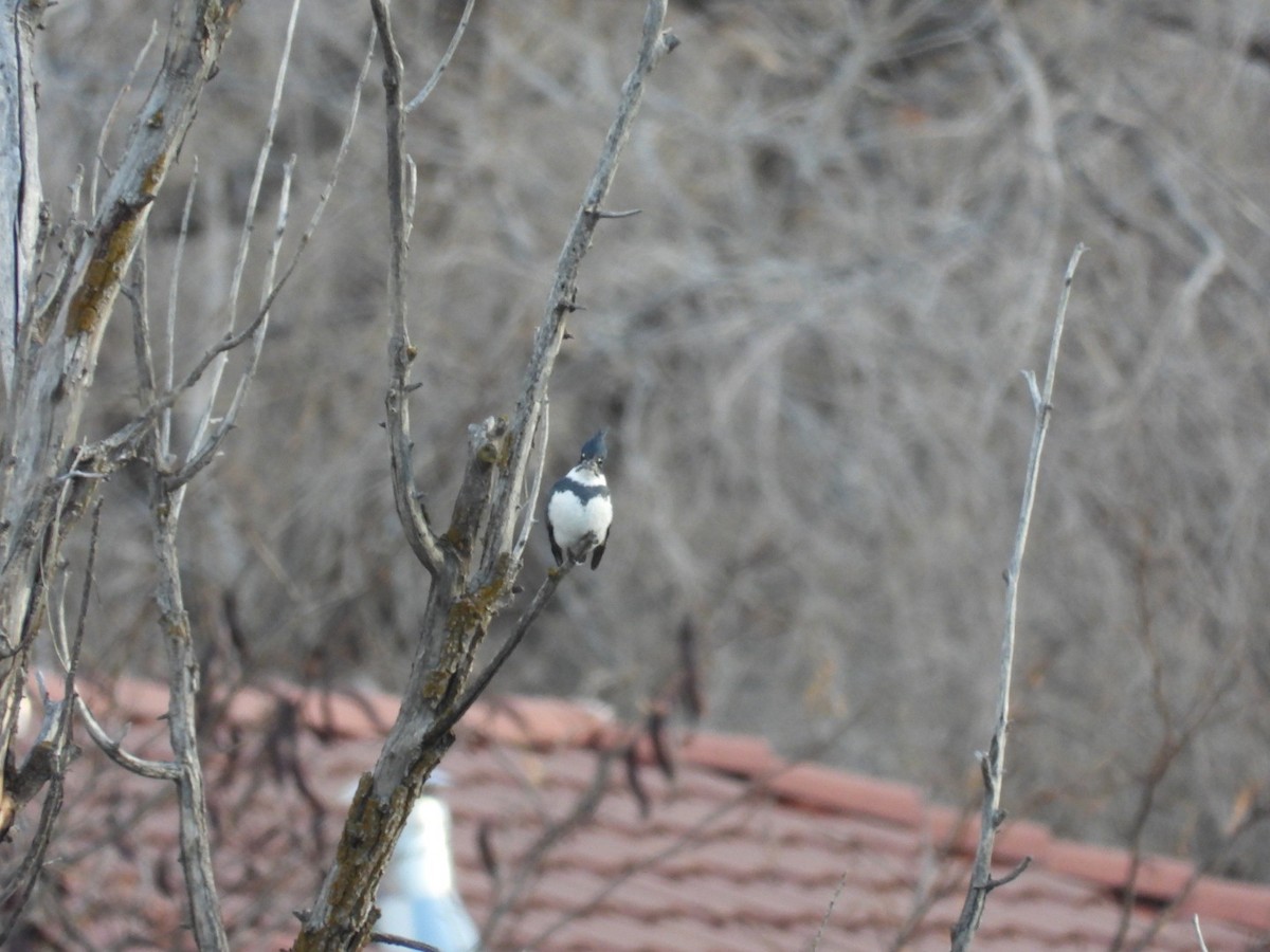 Belted Kingfisher - ML510169311