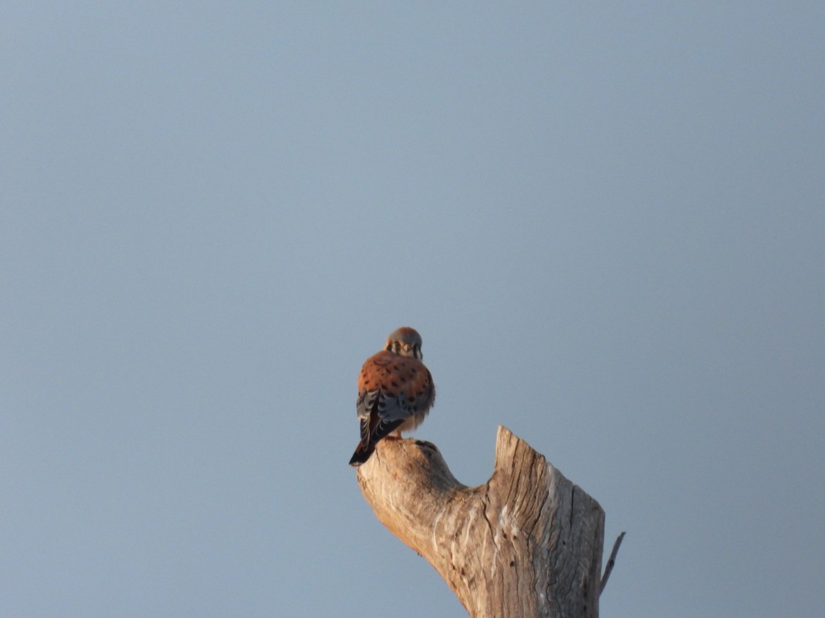 American Kestrel - ML510169401