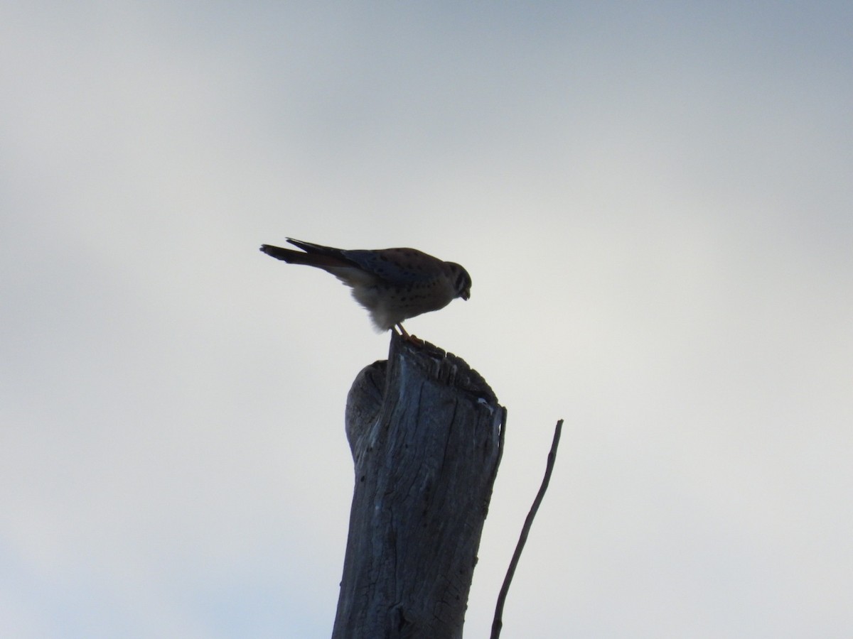 American Kestrel - ML510169411