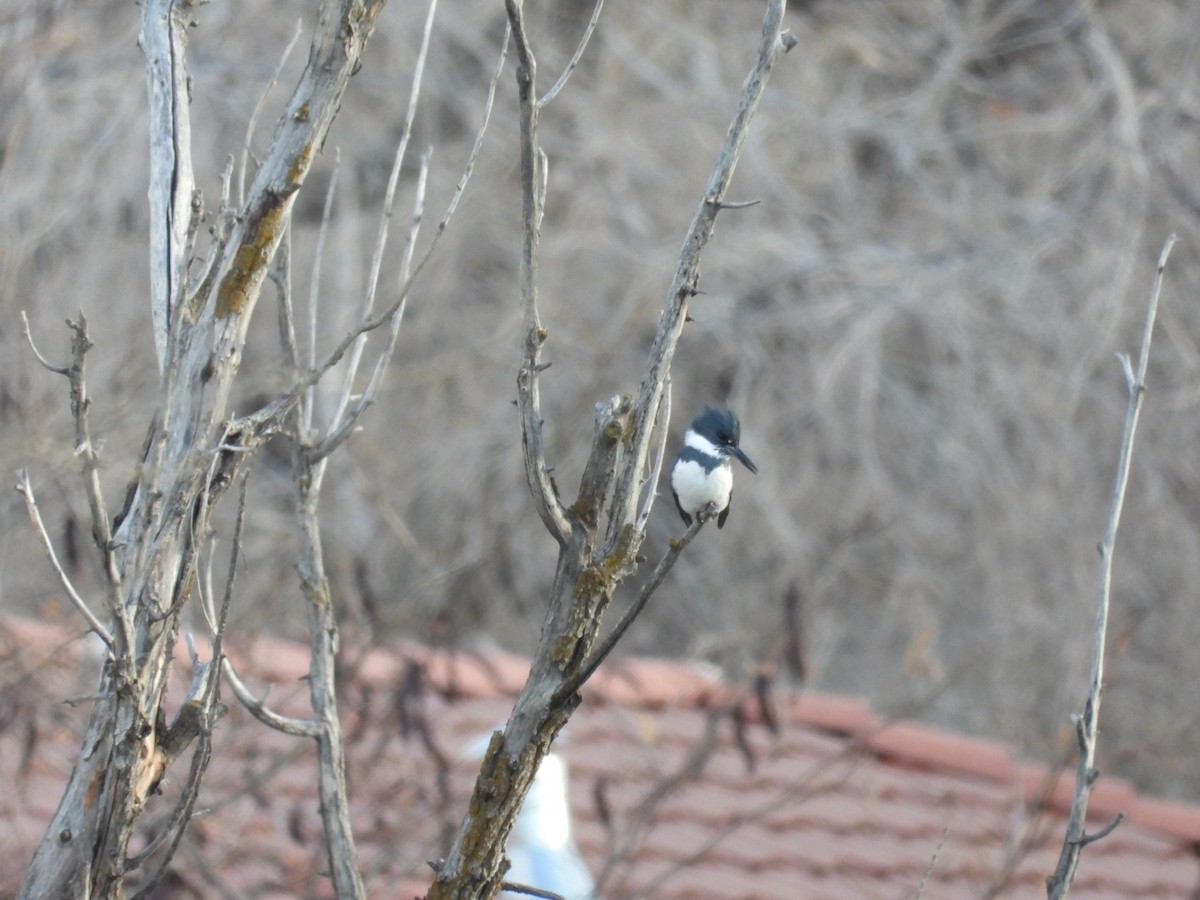 Belted Kingfisher - ML510169761