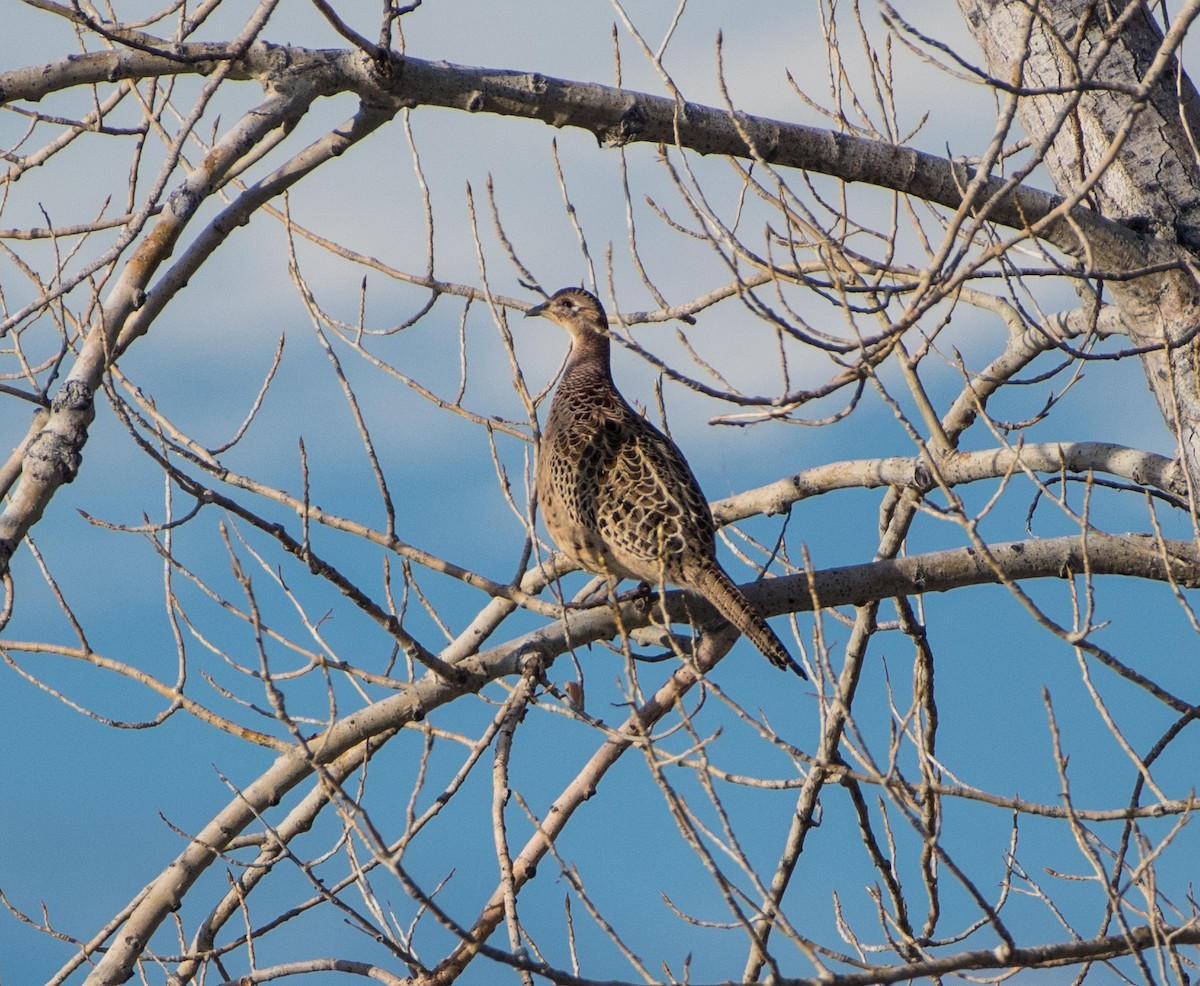 Ring-necked Pheasant - ML510172051