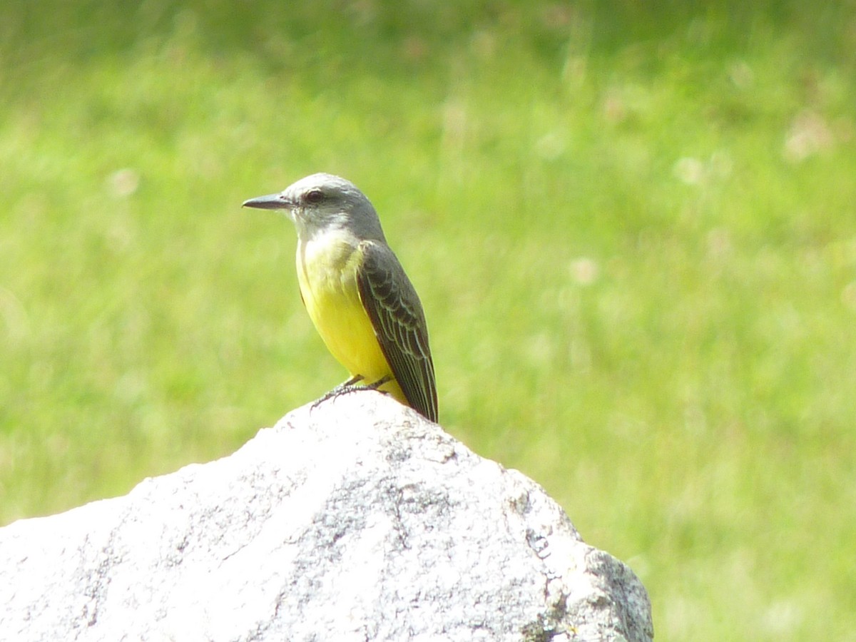 Tropical Kingbird - ML510173281